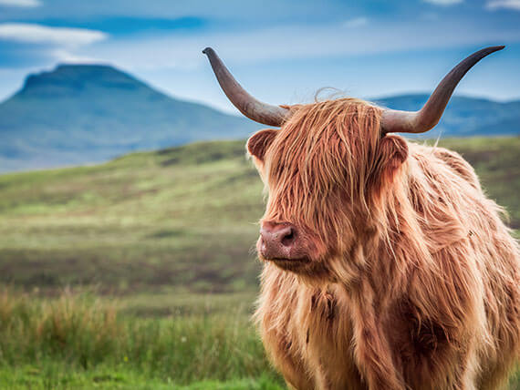 Highland cow in a Scottish field